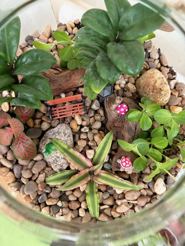 Terrarium's