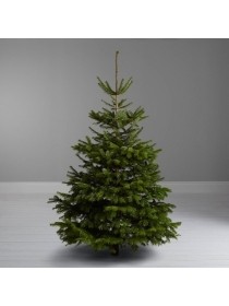 NORDMANN FIR SIZES FROM 4FT TO 10FT