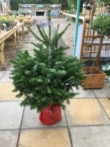 POT GROWN NORDMAN FIR