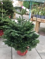 POT GROWN NORDMAN FIR