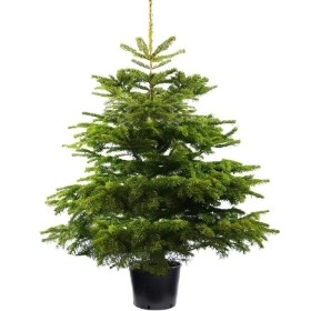 POT GROWN NORDMAN FIR