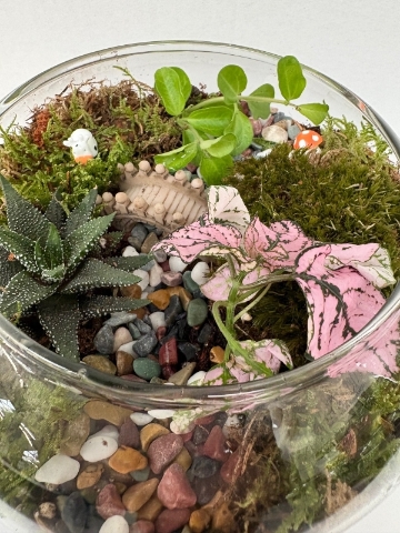 Terrarium's