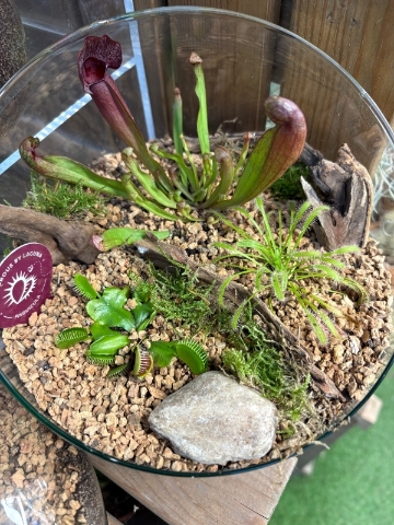 Terrarium   Carnivorous