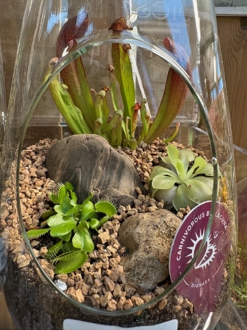 Terrarium   Carnivorous