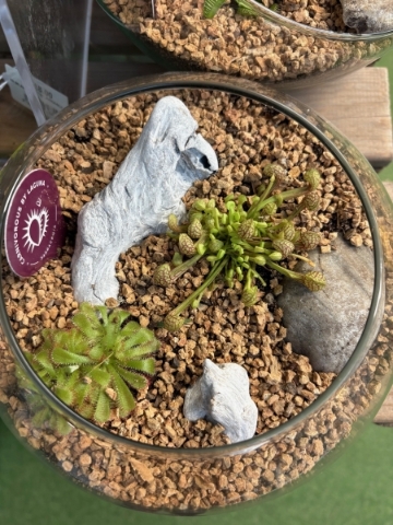 Terrarium   Carnivorous