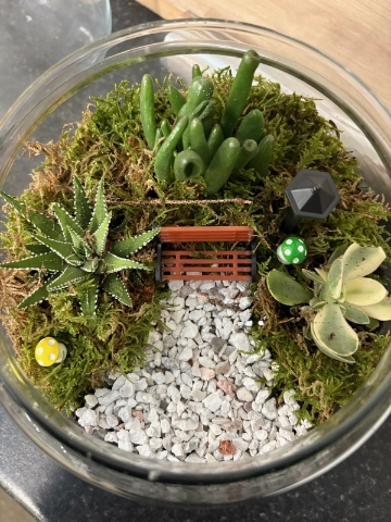 Terrarium DIY Kits